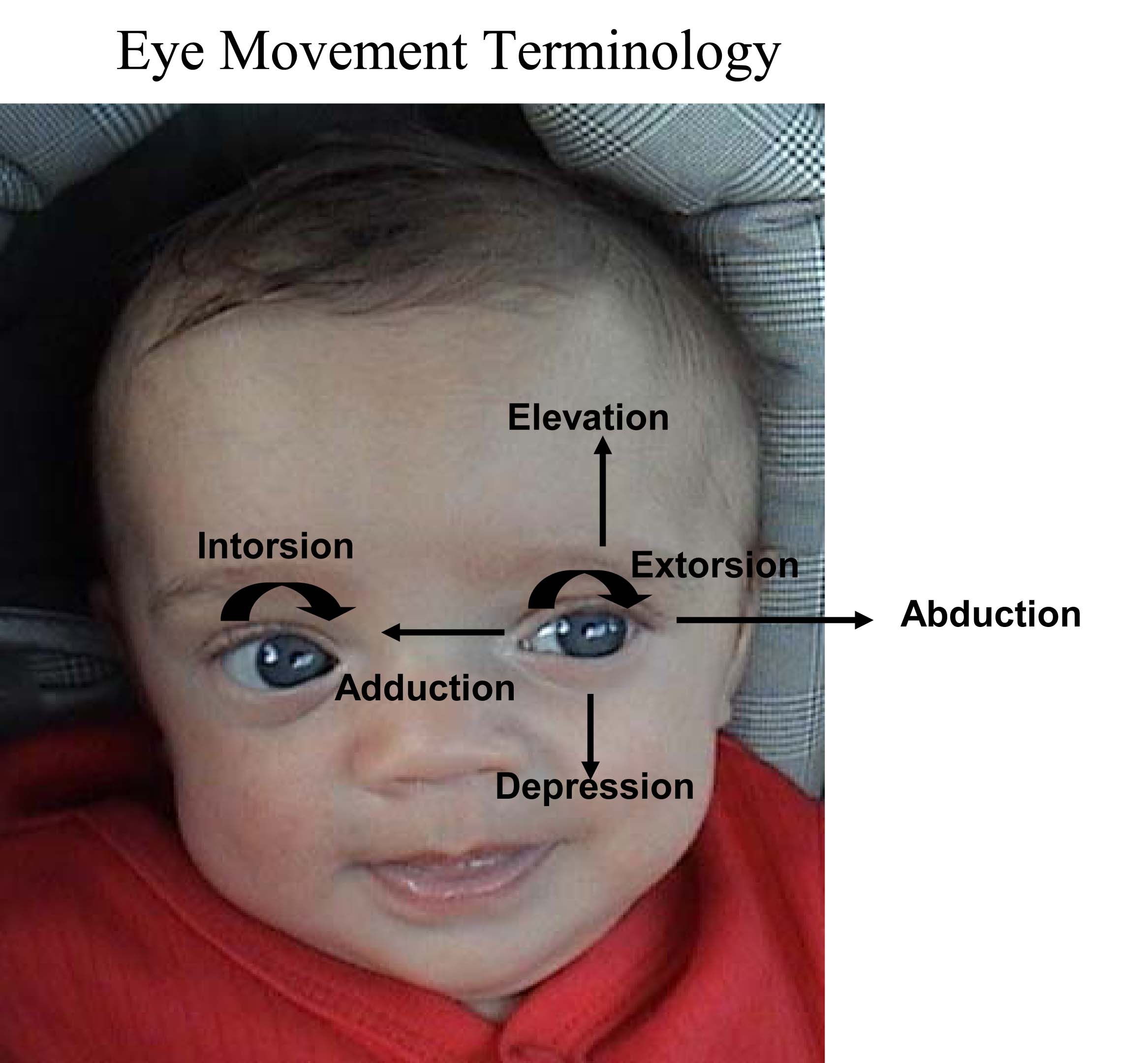 Eye movement terminology