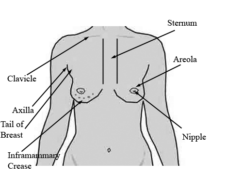 Pendulous breast in supine position without microshell