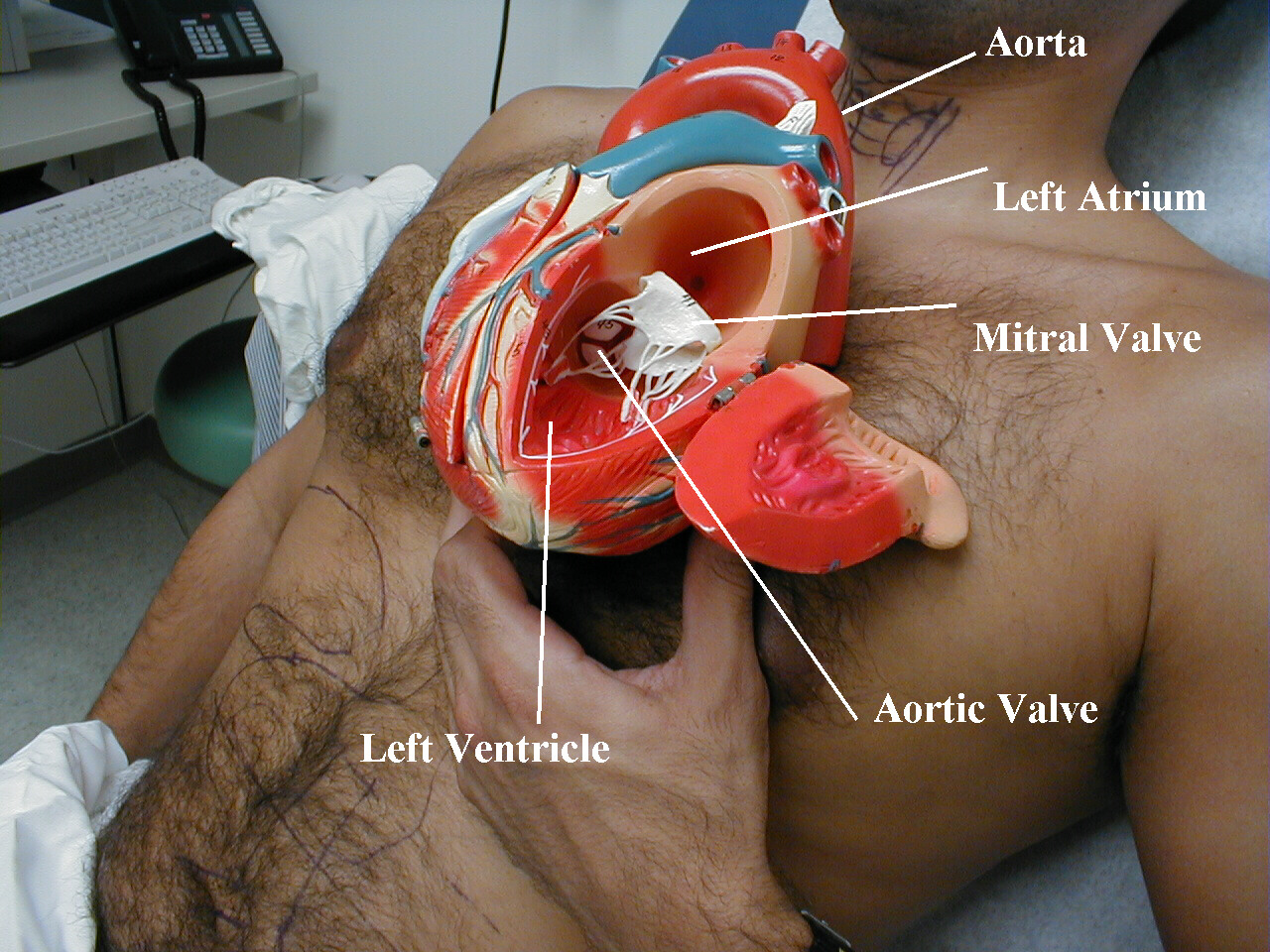 Internal anatomy