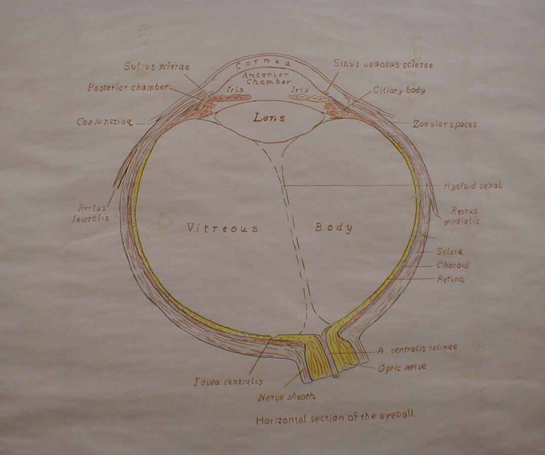 Eye cross section