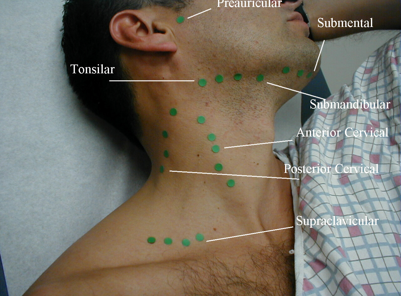 posterior axillary lymph nodes