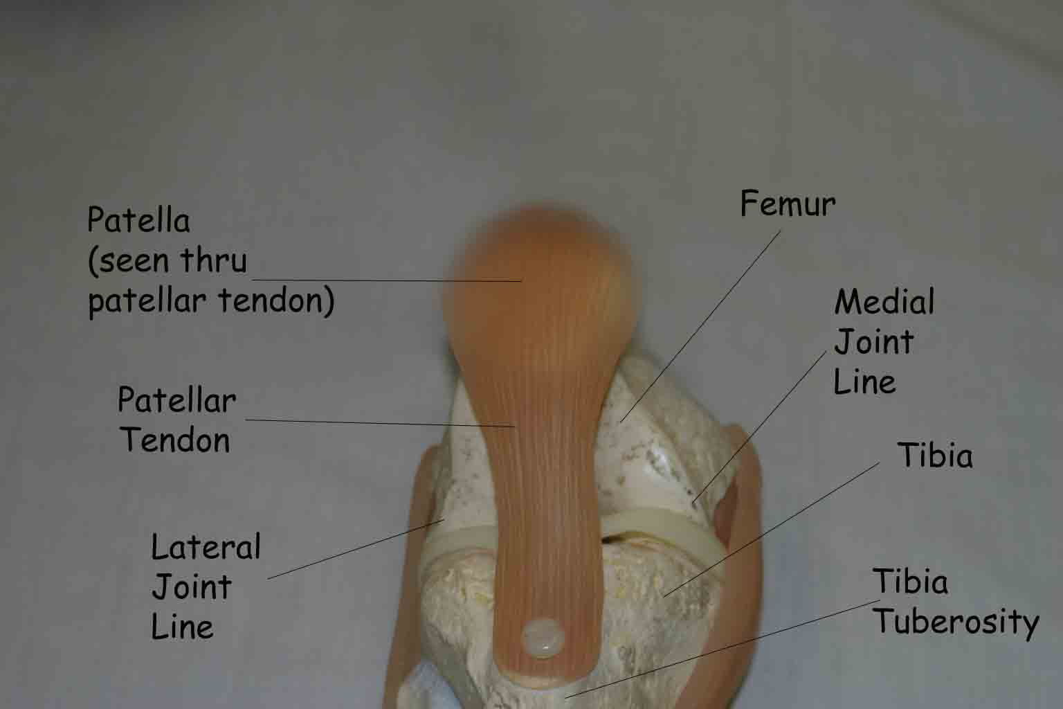 Knee anatomy model