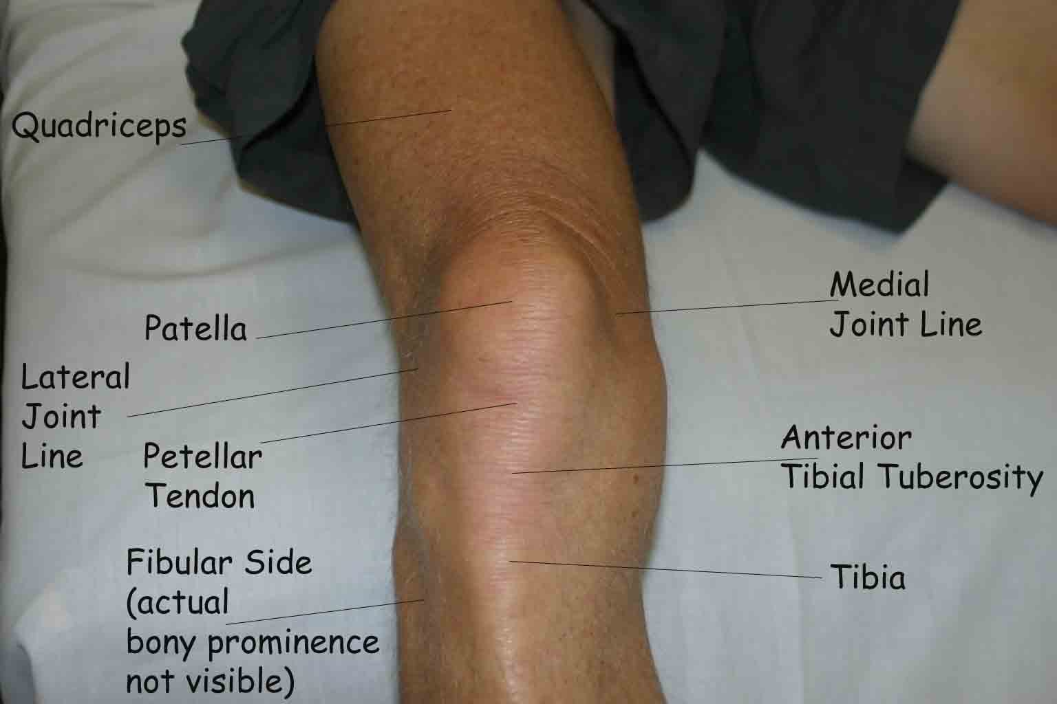 Knee surface anatomy