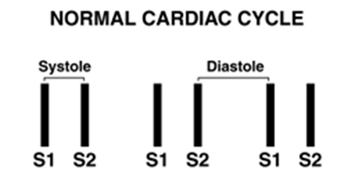 Normal Cardiac Cycle