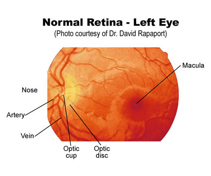 normal retina2