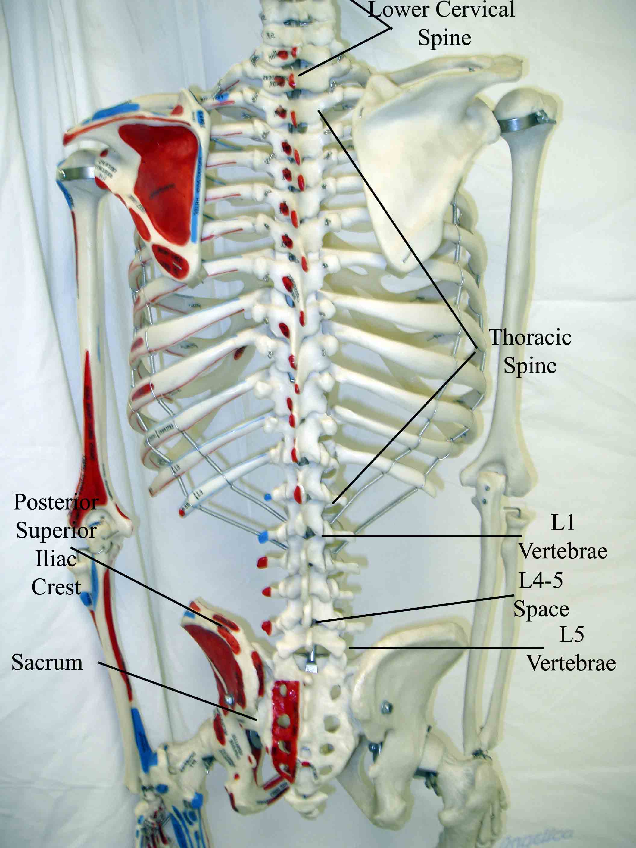 Overview of Spine