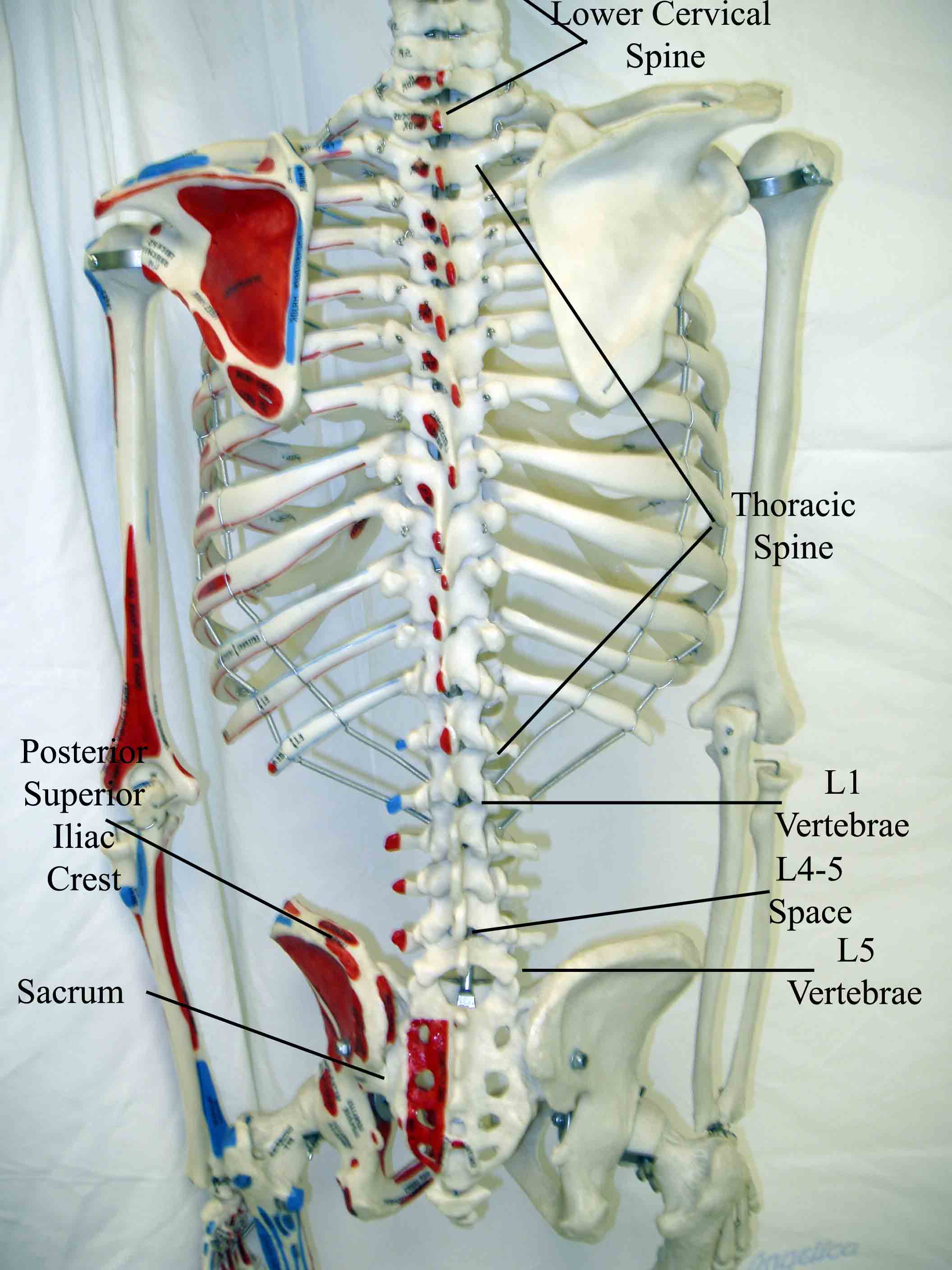 Anatomy Of Lower Back Anatomy Diagram Book | Images and Photos finder