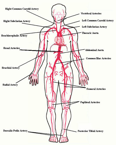 Anatomia vascolare