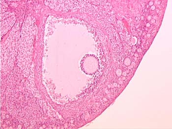 ovarian follicles slide