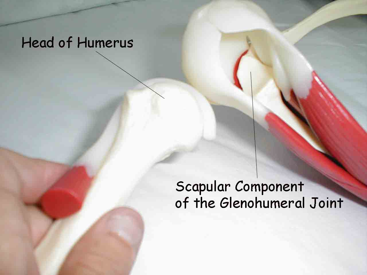 Glenohumeral Anatomy